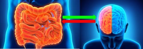 Intestino E Cervello - Simmetriadelcorpo